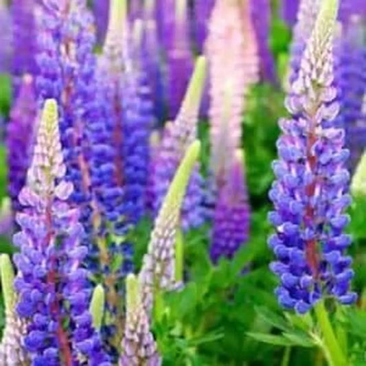 Lupin flower